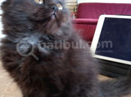 Scottish Fold Ve Scottish Straight Yavrular görsel