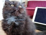 Scottish Fold Ve Scottish Straight Yavrular