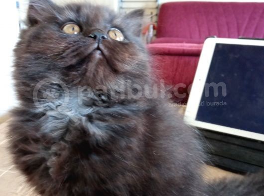Scottish Fold Ve Scottish Straight Yavrular