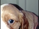 Irk Garantili Cavalier King Charles Yavruları