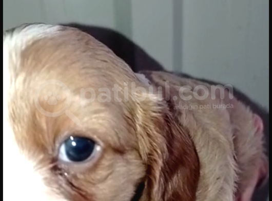 Irk Garantili Cavalier King Charles Yavruları görsel