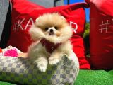 Show Kali̇tede Di̇şi̇ Pomerani̇an Yavrusu