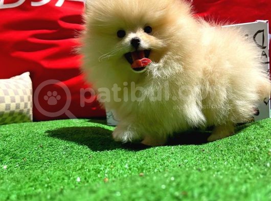 Show Kali̇tede Di̇şi̇ Pomerani̇an Yavrusu görsel