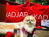 Özel Renk Nadi̇r Bulunan Parti̇ Color Erkek Pomerani̇an Yavrusu