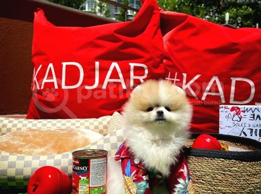Özel Renk Nadi̇r Bulunan Parti̇ Color Erkek Pomerani̇an Yavrusu görsel