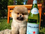A Plus Kali̇tede Teddy Face Pomerani̇an Yavrusu
