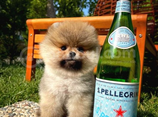 A Plus Kali̇tede Teddy Face Pomerani̇an Yavrusu görsel