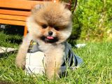 A Plus Kali̇tede Teddy Face Pomerani̇an Yavrusu