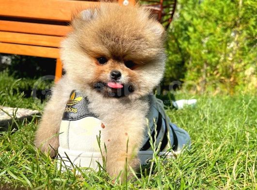 A Plus Kali̇tede Teddy Face Pomerani̇an Yavrusu görsel