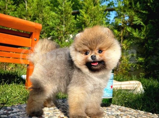 A Plus Kali̇tede Teddy Face Pomerani̇an Yavrusu görsel