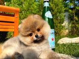 A Plus Kali̇tede Teddy Face Pomerani̇an Yavrusu