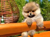 A Plus Kali̇tede Teddy Face Pomerani̇an Yavrusu