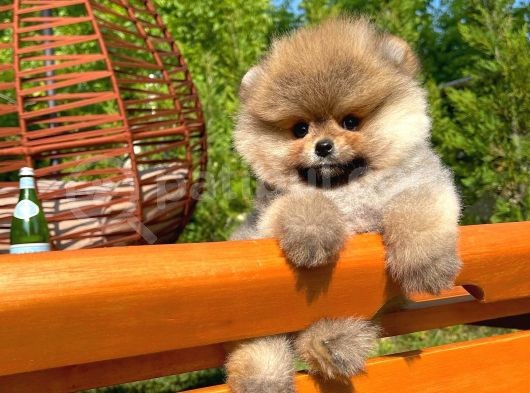 A Plus Kali̇tede Teddy Face Pomerani̇an Yavrusu