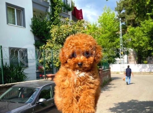 Irk Ve Sağlık Garanti̇li̇ Safkan Toy Poodle Yavrusu görsel