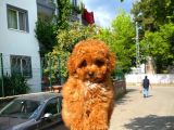 Yarışma Düzeyi̇nde Safkan Di̇şi̇ Toy Poodle Yavrusu