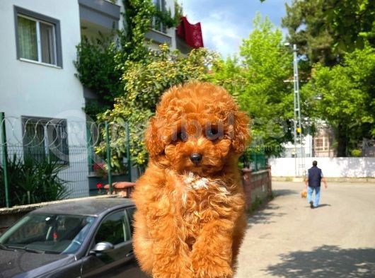 Yarışma Düzeyi̇nde Safkan Di̇şi̇ Toy Poodle Yavrusu