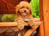 Irk Ve Sağlık Garanti̇li̇ Safkan Toy Poodle Yavrusu