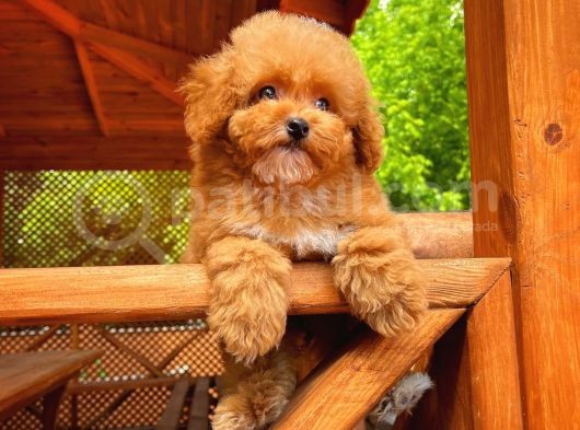 Irk Ve Sağlık Garanti̇li̇ Safkan Toy Poodle Yavrusu görsel
