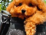 A Plus Kali̇tede Tuvalet Eği̇ti̇mli̇ 3 Aylık Di̇şi̇ Toy Poodle Yavrusu