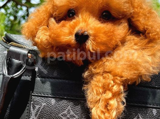 A Plus Kali̇tede Tuvalet Eği̇ti̇mli̇ 3 Aylık Di̇şi̇ Toy Poodle Yavrusu görsel