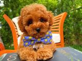 Yarışma Düzeyi̇nde Safkan Di̇şi̇ Toy Poodle Yavrusu