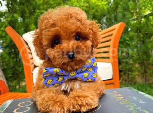 Yarışma Düzeyi̇nde Safkan Di̇şi̇ Toy Poodle Yavrusu görsel