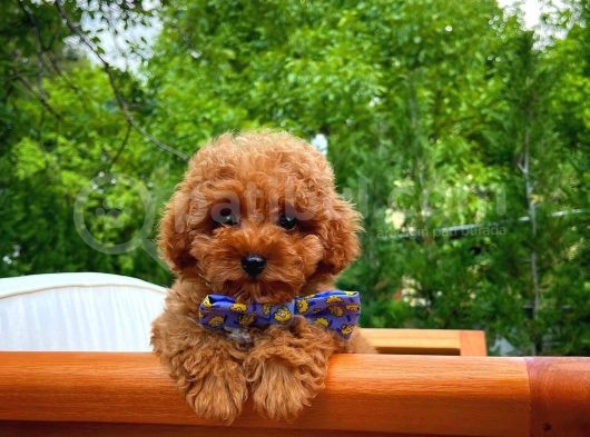 Yarışma Düzeyi̇nde Safkan Di̇şi̇ Toy Poodle Yavrusu görsel