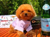 A Plus Kali̇tede Tuvalet Eği̇ti̇mli̇ 3 Aylık Di̇şi̇ Toy Poodle Yavrusu