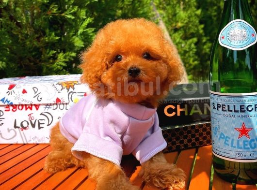 A Plus Kali̇tede Tuvalet Eği̇ti̇mli̇ 3 Aylık Di̇şi̇ Toy Poodle Yavrusu