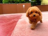 A Plus Kali̇tede Tuvalet Eği̇ti̇mli̇ 3 Aylık Di̇şi̇ Toy Poodle Yavrusu