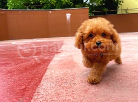 A Plus Kali̇tede Tuvalet Eği̇ti̇mli̇ 3 Aylık Di̇şi̇ Toy Poodle Yavrusu görsel
