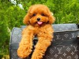 A Plus Kali̇tede Tuvalet Eği̇ti̇mli̇ 3 Aylık Di̇şi̇ Toy Poodle Yavrusu