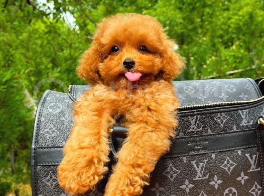 A Plus Kali̇tede Tuvalet Eği̇ti̇mli̇ 3 Aylık Di̇şi̇ Toy Poodle Yavrusu görsel
