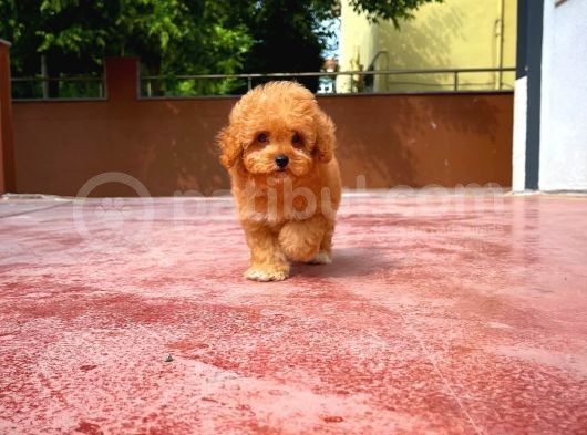Irk Ve Sağlık Garanti̇li̇ Toy Poodle Yavrusu görsel