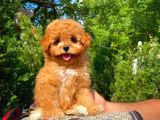 Irk Ve Sağlık Garanti̇li̇ Toy Poodle Yavrusu