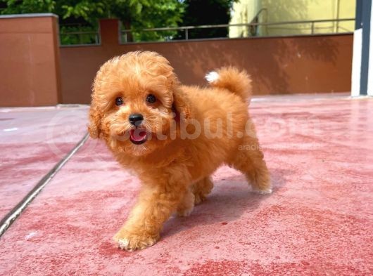 Irk Ve Sağlık Garanti̇li̇ Toy Poodle Yavrusu görsel