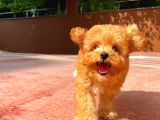 Irk Ve Sağlık Garanti̇li̇ Toy Poodle Yavrusu