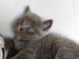British Shorthair Erkek Ve Dişi