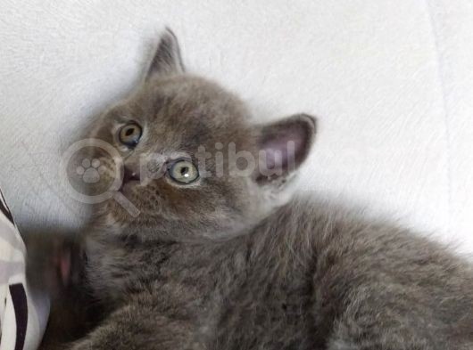 British Shorthair Erkek Ve Dişi görsel