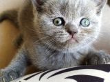 British Shorthair Erkek Ve Dişi