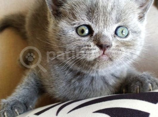 British Shorthair Erkek Ve Dişi görsel
