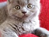 British Shorthair Erkek Ve Dişi