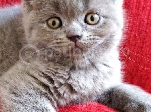 British Shorthair Erkek Ve Dişi