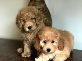 Oriji̇nal Muhteşem Renklerde Toy Poodle Erkek Yavrularımız