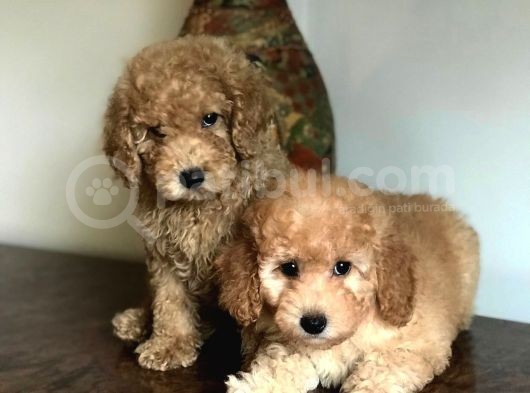 Oriji̇nal Muhteşem Renklerde Toy Poodle Erkek Yavrularımız