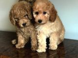 Oriji̇nal Muhteşem Renklerde Toy Poodle Erkek Yavrularımız
