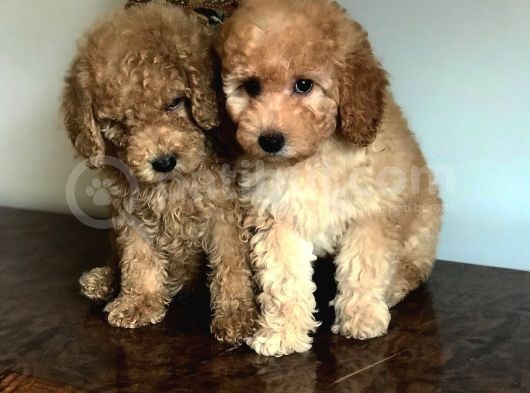 Oriji̇nal Muhteşem Renklerde Toy Poodle Erkek Yavrularımız görsel