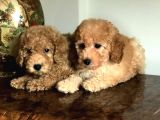 Oriji̇nal Muhteşem Renklerde Toy Poodle Erkek Yavrularımız