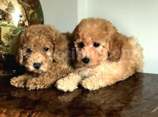 Oriji̇nal Muhteşem Renklerde Toy Poodle Erkek Yavrularımız görsel