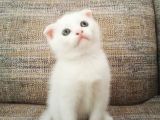 Beyaz Scottish Fold Renkli̇ Gözlü Çok Özel Yavrular